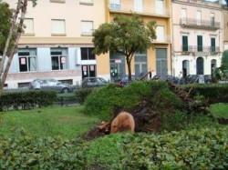 Uno degli alberi abbattuti dalla tromba d'aria, in piazza Garibaldi