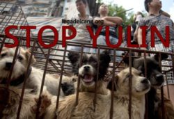 corret stop cane a Yulin