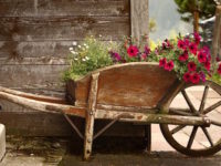 Old Wooden Wheelbarrow with Flowers