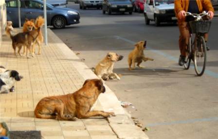 Aci S Antonio Istituito Ufficio Per La Protezione Degli Animali E Lotta Al Randagismo La Voce Dell Jonio