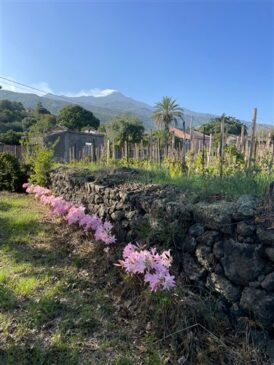 vigneto a Zafferana