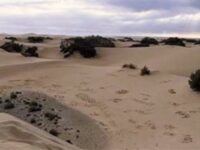 Il deserto fiorirà meditazioni sui salmi di don roberto strano