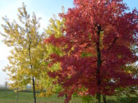 albero petizione autunno