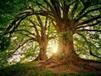 albero petizione verde
