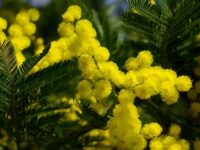 la mimosa simbolo dell’8 marzo