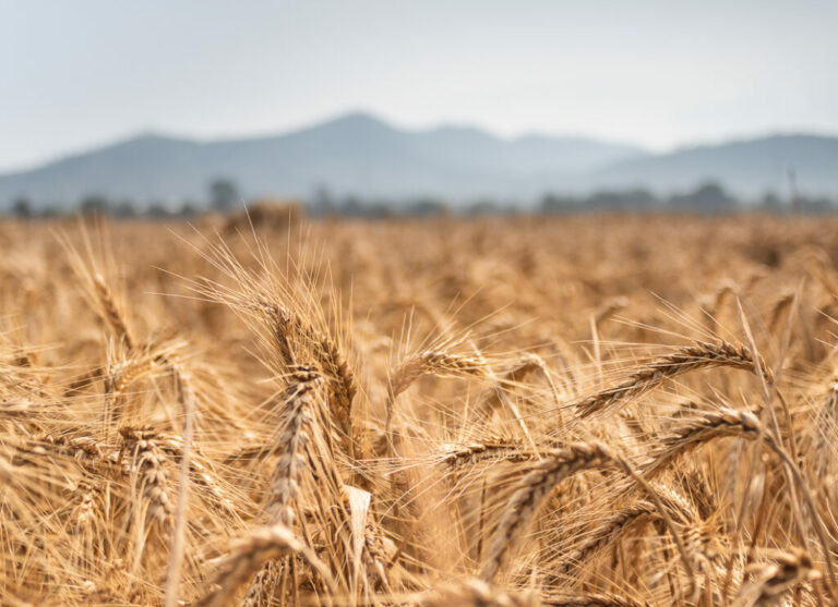 agricoltura siccita grano