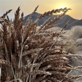 Grano tenero Maiorca di Lipari