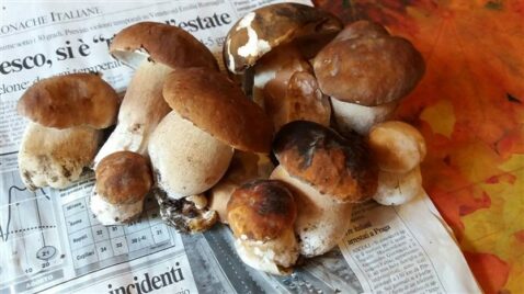 Funghi porcini