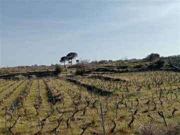 Vigneti azienda agricola Cosentini, Santa Venerina