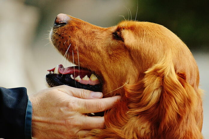 contatto fisico golden retriever