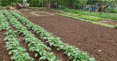 corso di agricoltura sostenibile