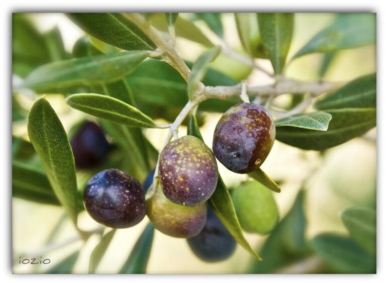 Sicilia olivicoltura ramo