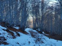 etna faggeta timparossa