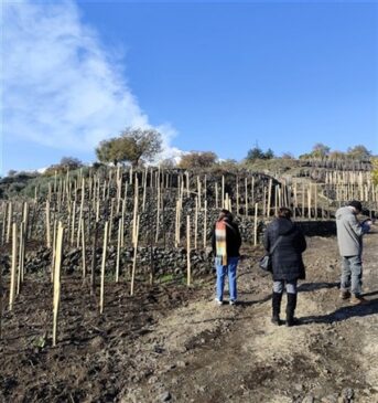 passeggiata tra i vigneti