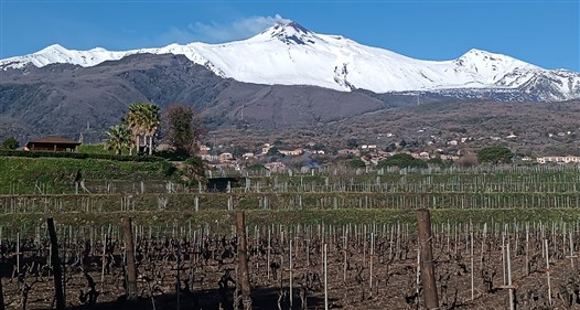 vigne dell'Etna