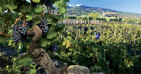 vigne dell'Etna